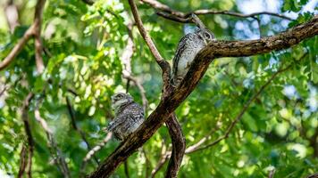 manchado mochuelo en árbol en el jardín foto