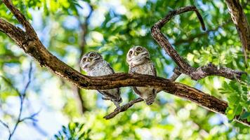 manchado mochuelo en árbol en el jardín foto