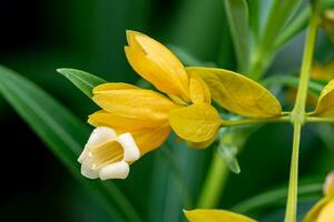 dorado guirnalda floreciente en el jardín foto