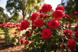 Beautiful display of a Rose garden photo