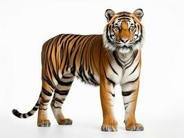 Tiger on a white background photo