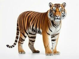 Tiger on a white background photo