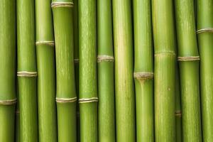 Natural Green Bamboo Texture or Pattern Background, AI Generative photo