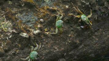 krab op de rots op het strand, rollende golven, close-up video