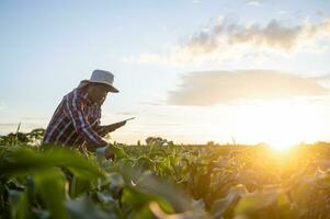 agriculture analyzing corn crop data with tablet and sunset light technology linking corn farmland data to internet photo