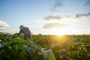 agricultura analizando maíz cosecha datos con tableta y puesta de sol ligero tecnología enlace maíz tierras de cultivo datos a Internet foto