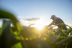 agricultura analizando maíz cosecha datos con tableta y puesta de sol ligero tecnología enlace maíz tierras de cultivo datos a Internet foto