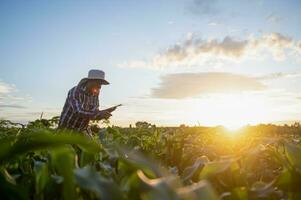 agricultura analizando maíz cosecha datos con tableta y puesta de sol ligero tecnología enlace maíz tierras de cultivo datos a Internet foto