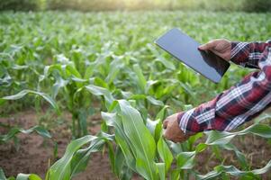 agriculture analyzing corn crop data with tablet and sunset light technology linking corn farmland data to internet photo