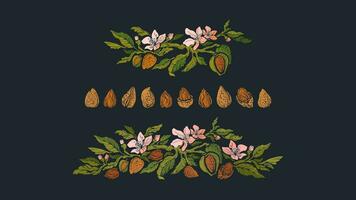 almendra conjunto de rama y nueces vector floral guirnalda