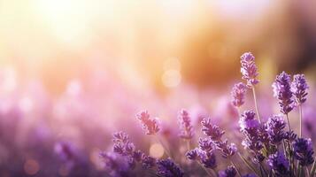 Beautiful lavender field with sunlight and beauty bokeh effect on blur background. Purple flowers garden nature landscape. AI Generated photo