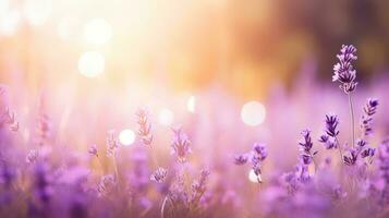 Beautiful lavender field with sunlight and beauty bokeh effect on blur background. Purple flowers garden nature landscape. AI Generated photo