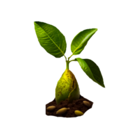Fresh sliced green avocado isolated on transparent background png