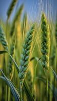 Green barley spike closeup, Green wheat, full grain, Close up of an ear of unripe wheat, AI Generative photo