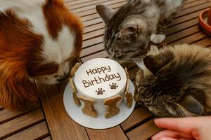 Animal's birthday party. Dog and cats celebrate birthday. Cake for pet made of cookies in shape of meat bones. photo