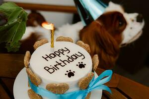 perros cumpleaños fiesta. pastel para mascota hecho de galletas en forma de carne huesos. linda perro vistiendo fiesta sombrero a mesa con delicioso cumpleaños pastel foto