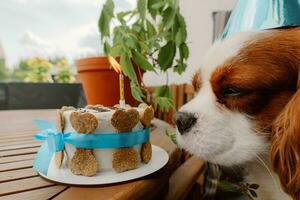 Dog's birthday party. Cake for pet made of cookies in shape of meat bones. Cute dog wearing party hat at table with delicious birthday cake photo