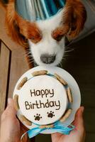 Dog's birthday party. Cake for pet made of cookies in shape of meat bones. Cute dog wearing party hat at table with delicious birthday cake photo