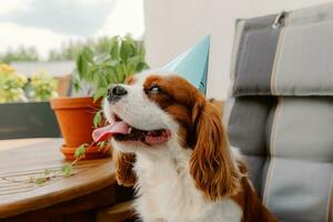 perros cumpleaños fiesta. pastel para mascota hecho de galletas en forma de carne huesos. linda perro vistiendo fiesta sombrero a mesa con delicioso cumpleaños pastel foto