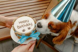 perros cumpleaños fiesta. pastel para mascota hecho de galletas en forma de carne huesos. linda perro vistiendo fiesta sombrero a mesa con delicioso cumpleaños pastel foto