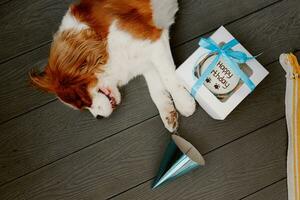 Dog's birthday party. Cake for pet made of cookies in shape of meat bones. Cute dog wearing party hat at table with delicious birthday cake photo