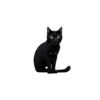 carino nero persiano gatto seduta solo clipart su trasparente sfondo, isolato gatto sedersi clipart , gratuito png