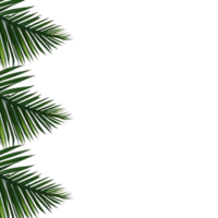 Tropical green palm leaves border frame on transparent background,  Leafy Border, Nature Greenery leaves frame border, Botanical leaves border, Tropical leaf Border illustration png