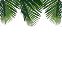 Tropical green palm leaves border frame on transparent background, foliage border background, green leaves background, green background, green leaves border, Leafy Border png