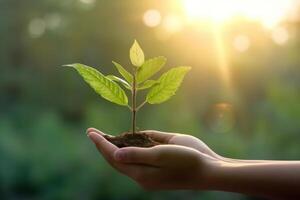 Young Green Sprout of a Tree on Female Hands. The Concept of Organic Farming. AI Generative photo