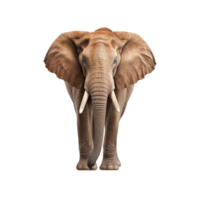 asiatisk elefant ai genererad png