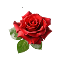 schön das Natur rot Rose ai generiert png