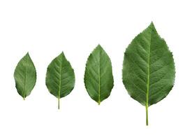 rose leaves on a white background photo