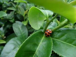 ladybug and fresh green tea leaves in tea plantation photo