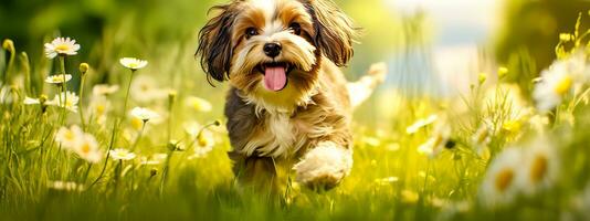 cute happy dog running across a green flowery meadow, banner made with Generative AI photo