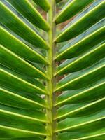 coconut tree leaf photo