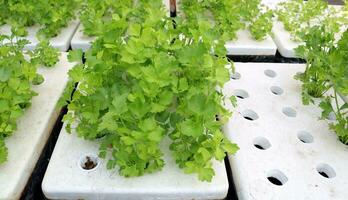 Chinese celery crop in hole on whit box by hydroponic method. photo