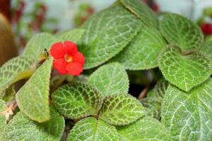 brillante rojo alfombra plantas flor o episcia floreciente en manojo y hojas. otro nombre es marco Violeta. foto