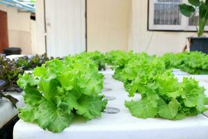 Row of Frillice iceberg lettuce growing on white foam hydroponic box. photo