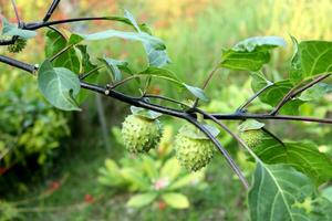 Young green fruits of Thorn Apple on red brown branch and leaves in nature. Another name is Devil's Trumpet, Angel's Trumpet,Hell's Bell, Prickklyburr, Moonflower, Devil's Weeds, Jamestown Weeds. photo