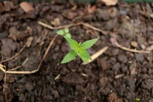 parte superior vista, pequeño planta de semillero de canabis o marijuana creciente en oscuro suelo. foto