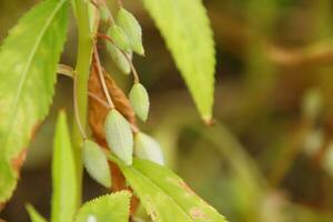 Garden Balsam's seed pod oval shape on branch in nature. Another name is rose balsam, Touch-me-not, Spotted snapweed. Native plant in India and Myanmar. photo