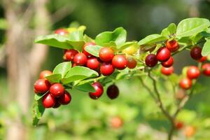 Ripe red color fruits of Chinese lime or Lime berry on branch and leaves in nature environment. Another name is Sweet lime or Myrtle lime. photo