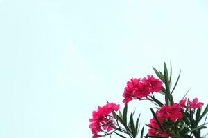 Bouquet of bright red Nerium Oleander flowers blooming and light blue sky background. Another name is Oleander, Fragrant oleander, Rose bay or Sweet oleander. photo