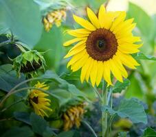 One large blooming bright yellow sunflower head among lot of small one. Agriculture. photo