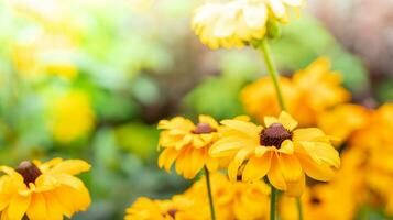 Yellow Rudbeckia flowers close up on foreground on blurred backdrop. Herbal therapy plant Copy space photo