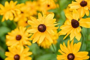 Floral background with yellow Rudbeckia flowers. Useful plant for health. Horizontal format. photo