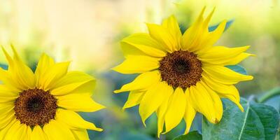Two large blooming bright yellow sunflower heads on sunny backgrop close up. Banner. photo