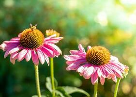 Two Echinacea purple flowers with bee close up in greenery blurred background with sun glare. photo