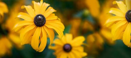 Coneflowers Rudbeckia close up. Useful plant for health. . Herbal therapy plant. Banner. photo