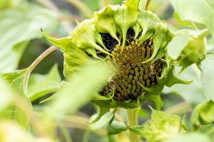 uno grande maduro girasol cabeza en verde hojas cerca arriba. real sano alimento. agricultura cosecha imagen foto